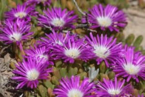 Purple wildflowers