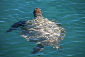 Monkey Mia Turtle