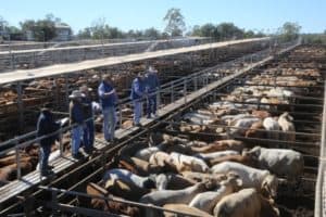 Roma Cattle Sales Yard