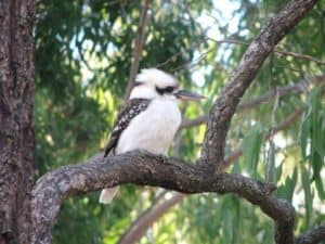 laughing Kookaburra Carnarvon Gorge