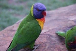 rainbow lorikeet