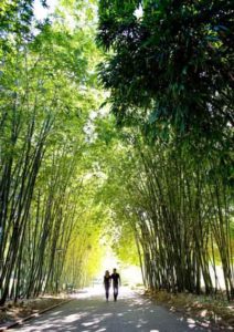 Botanic Gardens, Brisbane