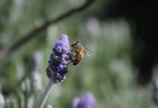 Image 1 V2 528 X 360