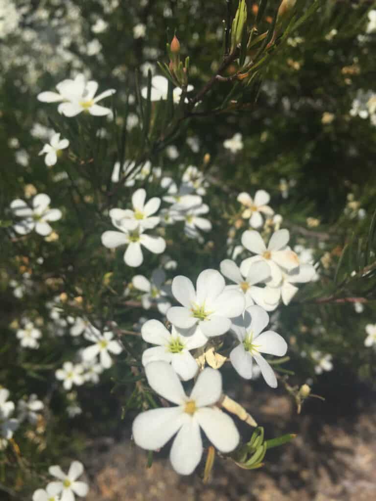 Perth Motorhome Hire- Wildflowers WA