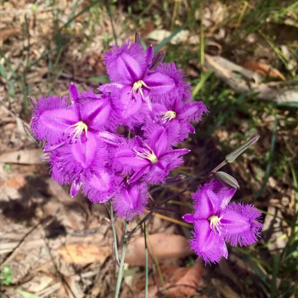 wildflowers
