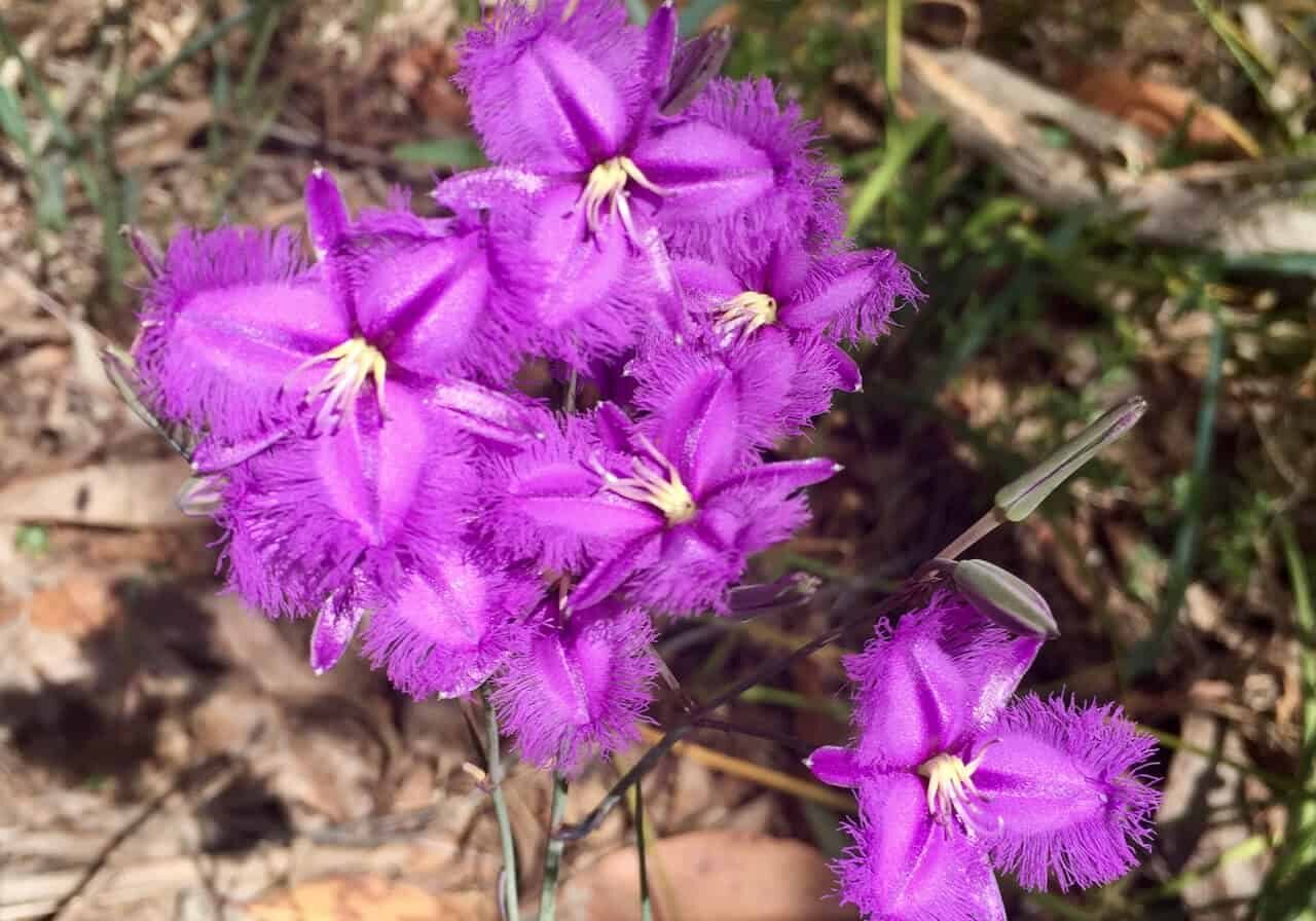 Wildflowers WA (5)
